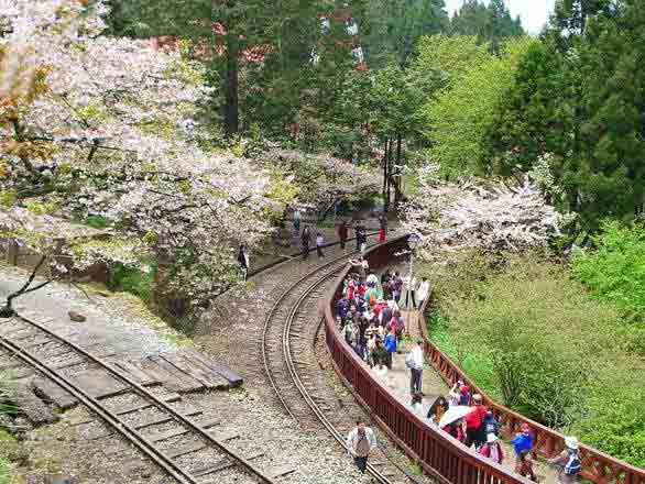 阿里山图片1