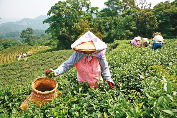 猫空茶园古道茶园风情