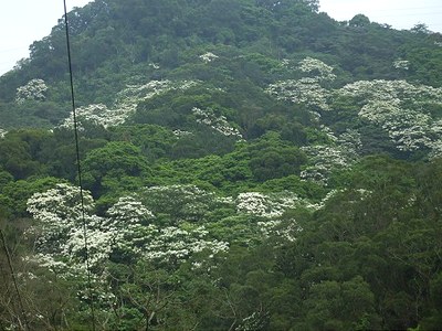 南投、苗栗油桐花花似雪