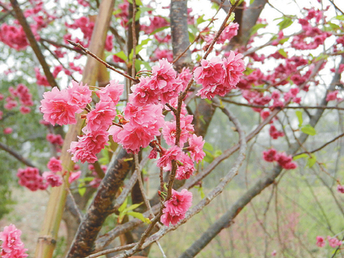 台湾赏樱花