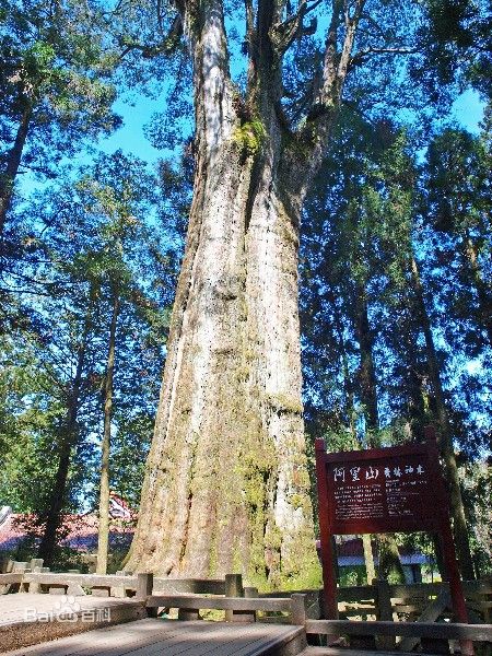 阿里山神木