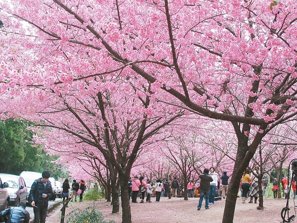 武陵农场樱花