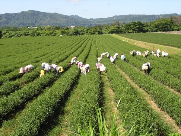 林旺制茶厂