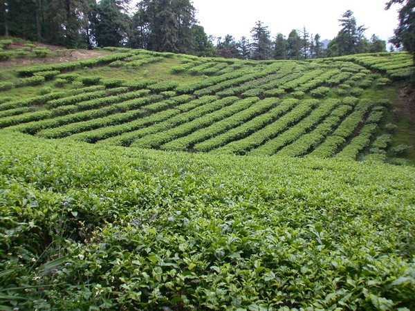 日月潭东峰红茶厂