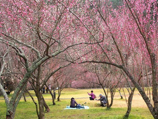 武陵农场梅花