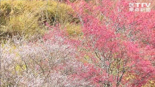 武陵农场樱花