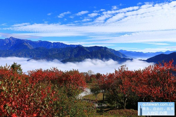 阿里山枫叶