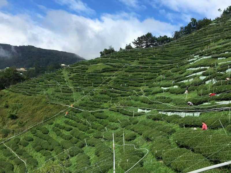 梨山茶产茶园海拔在2100米